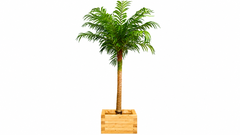 10ft Palm Tree